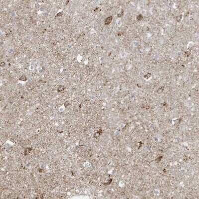 Immunohistochemistry-Paraffin: FNDC1 Antibody [NBP1-88800] - Staining of human cerebral cortex shows moderate granular cytoplasmic positivity in neurons.