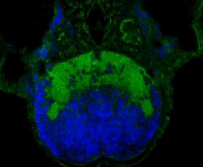 Immunocytochemistry/Immunofluorescence: FNDC3A Antibody [NBP2-76931] - Imunofluorescence staining of paraffin- embedded zebrafish tissue using anti-FNDC3A rabbit polyclonal antibody.The section was pre-treated using heat mediated antigen retrieval with Tris-EDTA buffer (pH 9.0) for 20 minutes. The tissues were blocked in 10% negative goat serum for 1 hour at room temperature, washed with PBS, and then probed with the antibody at 1/50 dilution for 10 hours at 4 and detected using Alexa Fluor 488 conjugate-Goat anti-Rabbit IgG (H+L) Secondary Antibody at a dilution of 1:500 for 1 hour at room temperature.