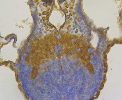 Immunohistochemistry: FNDC3A Antibody [NBP2-76931] - Immunohistochemical analysis of paraffin-embedded zebrafish tissue using anti-FNDC3A antibody. The section was pre-treated using heat mediated antigen retrieval with Tris-EDTA buffer (pH 8.0-8.4) for 20 minutes.The tissues were blocked in 5% BSA for 30 minutes at room temperature, washed with ddH2O and PBS, and then probed with the antibody at 1/200 dilution, for 30 minutes at room temperature and detected using an HRP conjugated compact polymer system. DAB was used as the chrogen. Counter stained with hematoxylin and mounted with DPX.