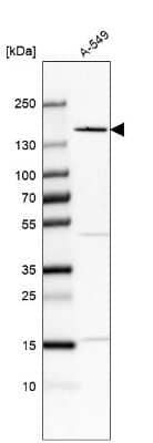 Western Blot FNDC3B Antibody - BSA Free