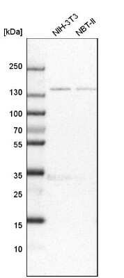 Western Blot FNDC3B Antibody - BSA Free
