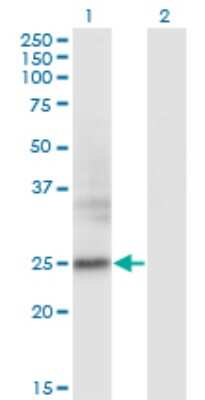 Western Blot: FNDC4 Antibody (7F9) [H00064838-M01] - Analysis of FNDC4 expression in transfected 293T cell line by FNDC4 monoclonal antibody (M01), clone 7F9.Lane 1: FNDC4 transfected lysate (Predicted MW: 25.2 KDa).Lane 2: Non-transfected lysate.