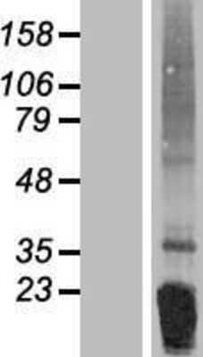 Western Blot Irisin/FNDC5 Overexpression Lysate