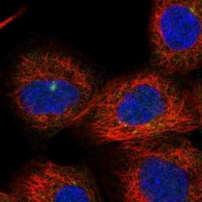 Immunocytochemistry/Immunofluorescence: FNIP2 Antibody [NBP3-17850] - Staining of human cell line A-431 shows localization to cytosol & centriolar satellites.