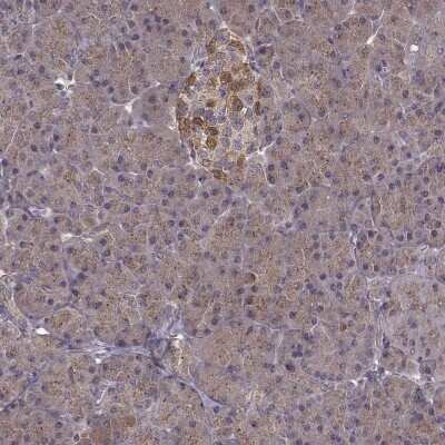 Immunohistochemistry: FNIP2 Antibody [NBP2-68936] - Immunohistochemical staining of human pancreas shows cytoplasmic positivity in exocrine and endocrine glandular cells.