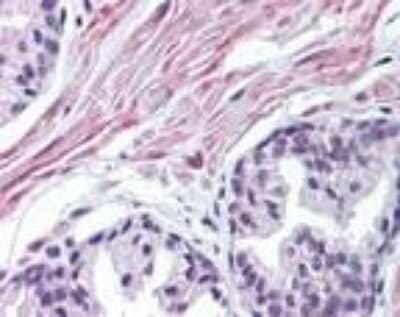 Immunohistochemistry-Paraffin FNTA Antibody