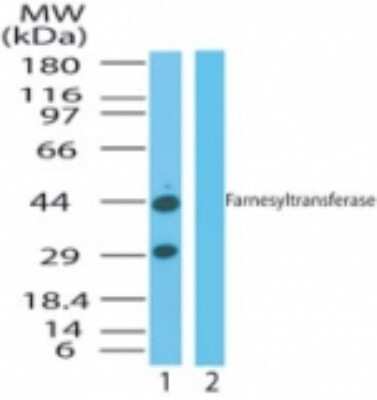 Western Blot FNTA Antibody