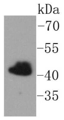 Western Blot: FNTB Antibody (SC06-44) [NBP2-67644] - Analysis of FNTB on K562 cells lysate using anti-FNTB antibody at 1/1,000 dilution.