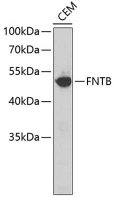 Western Blot: FNTB Antibody [NBP3-04080] - Analysis of extracts of CEM cells, using FNTB antibody . Secondary antibody: HRP Goat Anti-Rabbit IgG (H+L) at 1:10000 dilution. Lysates/proteins: 25ug per lane. Blocking buffer: 3% nonfat dry milk in TBST.