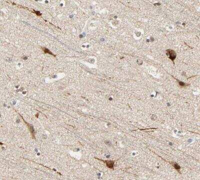 Immunohistochemistry-Paraffin: FOG2 Antibody [NBP1-91909] - Staining of human cerebral cortex shows strong nuclear postivity in neuronal cells.