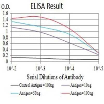 ELISA: FOLR1 Antibody (2G5C12) [NBP2-61773] - Black line: Control Antigen (100 ng);Purple line: Antigen (10ng); Blue line: Antigen (50 ng); Red line:Antigen (100 ng)