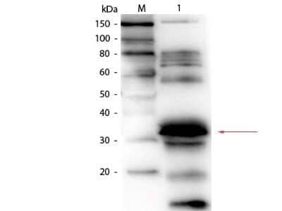 Western Blot: FOLR1 Antibody [NB600-865] - Analysis using the Biotin conjugate of NB600-865. Detection of Lane 1: Blotto. Load: 50.0 ug per lane. Primary antibody: Goat anti-Folate Binding Protein (Bovine Milk) Antibody Biotin Conjugated at 1:1,000 overnight at 4C. Secondary antibody: HRP Streptav