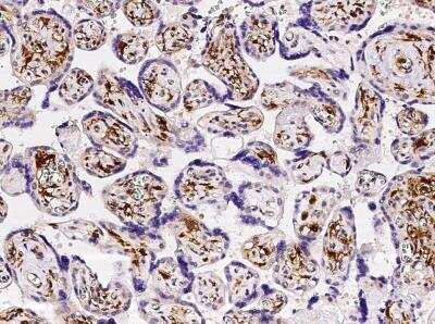 Immunohistochemistry-Paraffin: FOLR2 Antibody (001) [NBP2-89846] - Staining of human FOLR2 in human placenta with rabbit monoclonal antibody at 1:5000 dilution.