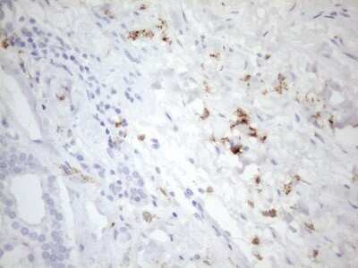 Immunohistochemistry: FOLR2 Antibody (4G6) [NBP2-45693] - Analysis of Human Kidney tissue. (Heat-induced epitope retrieval by 1mM EDTA in 10mM Tris buffer (pH8.5) at 120C for 3 min)