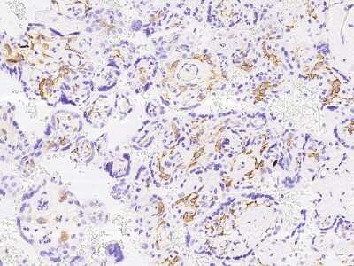 Immunohistochemistry-Paraffin: FOLR2 Antibody [NBP2-99741] - Immunochemical staining of human FOLR2 in human placenta with rabbit polyclonal antibody at 1:1000 dilution, formalin-fixed paraffin embedded sections.