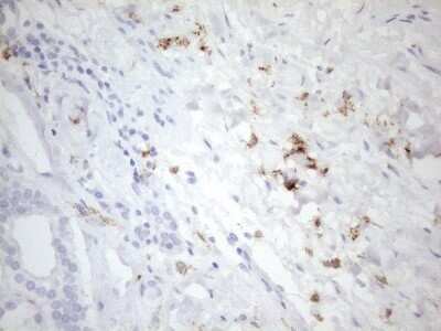 Immunohistochemistry: FOLR2 Antibody (OTI4G6) - Azide and BSA Free [NBP2-70763] - Analysis of Human Kidney tissue. (Heat-induced epitope retrieval by 1mM EDTA in 10mM Tris buffer (pH8.5) at 120C for 3 min)