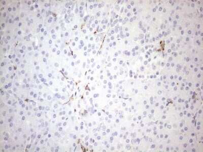 Immunohistochemistry: FOLR2 Antibody (OTI4G6) - Azide and BSA Free [NBP2-70763] - Analysis of Human pancreas tissue. (Heat-induced epitope retrieval by 1mM EDTA in 10mM Tris buffer (pH8.5) at 120C for 3 min)