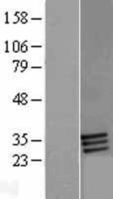 Western Blot: FOLR2 Overexpression Lysate (Adult Normal) [NBP2-09389] Left-Empty vector transfected control cell lysate (HEK293 cell lysate); Right -Over-expression Lysate for FOLR2.