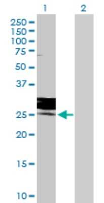 Western Blot: FOLR3 Antibody [H00002352-D01P] - Analysis of FOLR3 expression in transfected 293T cell line by FOLR3 polyclonal antibody.Lane 1: FOLR3 transfected lysate(26.95 KDa).Lane 2: Non-transfected lysate.