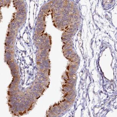 Immunohistochemistry-Paraffin: FOPNL Antibody [NBP1-84109] - Staining of human fallopian tube shows moderate cytoplasmic positivity in glandular cells.