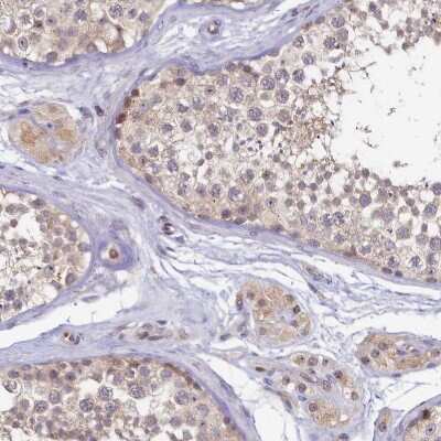 Immunohistochemistry-Paraffin: FOPNL Antibody [NBP1-84109] - Staining of human testis shows moderate cytoplasmic positivity in Leydig cells.