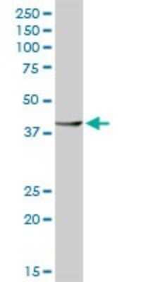 Western Blot: FOX2 Antibody [H00023543-D01P] - Analysis of RBM9 expression in human kidney.