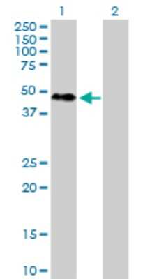 Western Blot: FOX2 Antibody [H00023543-D01P] - Analysis of RBM9 expression in transfected 293T cell line by RBM9 polyclonal antibody.Lane 1: RBM9 transfected lysate(40.40 KDa).Lane 2: Non-transfected lysate.