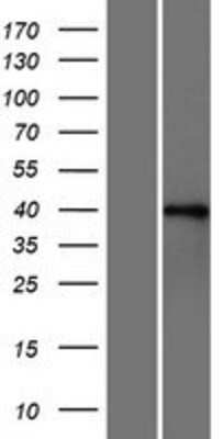 Western Blot: FOX2 Overexpression Lysate (Adult Normal) [NBP2-10330] Left-Empty vector transfected control cell lysate (HEK293 cell lysate); Right -Over-expression Lysate for FOX2.