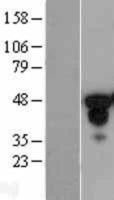 Western Blot HNF-3 alpha/FoxA1 Overexpression Lysate