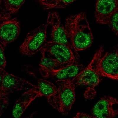 Immunocytochemistry/Immunofluorescence: FOXA3 Antibody [NBP2-55686] - Staining of human cell line Hep G2 shows localization to nucleoplasm. Antibody staining is shown in green.