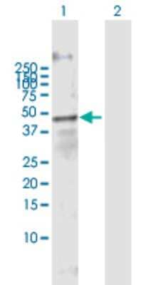 Western Blot: FOXA3 Antibody [H00003171-B01P] - Analysis of FOXA3 expression in transfected 293T cell line by FOXA3 polyclonal antibody.  Lane 1: FOXA3 transfected lysate(38.5 KDa). Lane 2: Non-transfected lysate.