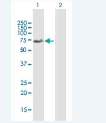 Western Blot: FOXD1 Antibody [H00002297-B01P-50ug] - Analysis of FOXD1 expression in transfected 293T cell line (H00002297-T01) by FOXD1 MaxPab polyclonal antibody.  Lane 1: FOXD1 transfected lysate(51.15 KDa). Lane 2: Non-transfected lysate.