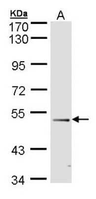 Western Blot: FOXD1 Antibody [NBP1-30959] - SampleA: 30 ug of 293T nuclear extract 10% SDS PAGE, antibody diluted at 1:500.