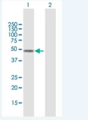 Western Blot: FOXD4L1 Antibody [H00200350-B01P-50ug] - Analysis of FOXD4L1 expression in transfected 293T cell line  by FOXD4L1 MaxPab polyclonal antibody.  Lane 1: FOXD4L1 transfected lysate(44.88 KDa).Lane 2: Non-transfected lysate.