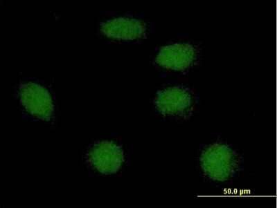 Immunocytochemistry/Immunofluorescence: FOXI1 Antibody [H00002299-B02P] - Analysis of purified antibody to FOXI1 on HeLa cell. (antibody concentration 10 ug/ml)