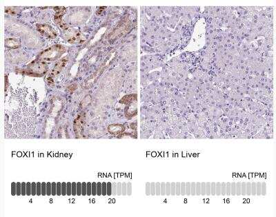 Immunohistochemistry-Paraffin: FOXI1 Antibody [NBP2-49660] - Analysis in human kidney and liver tissues.  Corresponding FOXI1 RNA-seq data are presented for the same tissues.