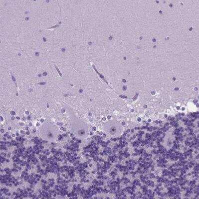 Immunohistochemistry-Paraffin: FOXI1 Antibody [NBP2-49660] - Staining of human cerebellum shows no positivity in Purkinje cells as expected.