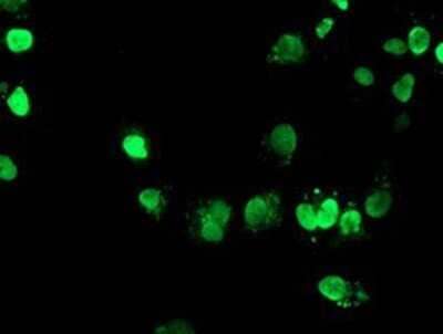 Immunocytochemistry/Immunofluorescence: FOXI1 Antibody (OTI1D4) - Azide and BSA Free [NBP2-70747] - Staining of COS7 cells transiently transfected by pCMV6-ENTRY FOXI1.