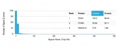 Protein Array: FOXI1 Antibody (PCRP-FOXL1-1F8) - Azide and BSA Free [NBP3-14224] - Analysis of Protein Array containing more than 19,000 full-length human proteins using FOXI1 Antibody (PCRP-FOXL1-1F8).