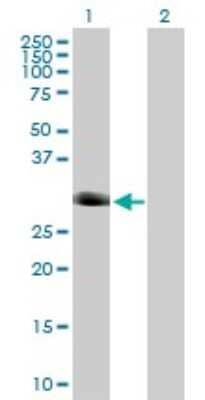 Western Blot: FOXI1 Antibody [H00002299-B02P] - Analysis of FOXI1 expression in transfected 293T cell line by FOXI1 polyclonal antibody.  Lane 1: FOXI1 transfected lysate(31.13 KDa). Lane 2: Non-transfected lysate.