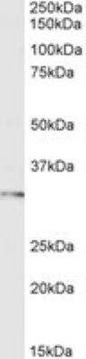 Western Blot: FOXI1 Antibody [NB300-926] - Staining of Human Testes lysate (35 ug protein in RIPA buffer) with antibody at 1 ug/mL. Detected by chemiluminescence.