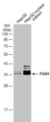 Western Blot: FOXI1 Antibody [NBP2-16518] - HepG2 whole cell and nuclear extracts (30 ug) were separated by 12% SDS-PAGE, and the membrane was blotted with FOXI1 antibody [N2C3] diluted at 1:1000. The HRP-conjugated anti-rabbit IgG antibody (NBP2-19301) was used to detect the primary antibody.