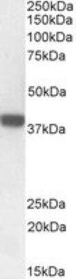 Western Blot FOXI3 Antibody