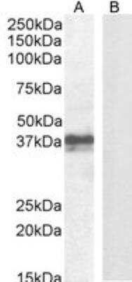 Western Blot FOXI3 Antibody