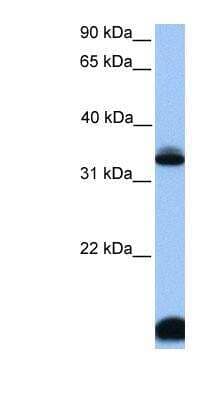Western Blot: FOXI3 Antibody [NBP1-91397] - HepG2 cell lysate, concentration 0.2-1 ug/ml.