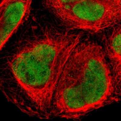 Immunocytochemistry/ Immunofluorescence FOXJ2 Antibody - BSA Free