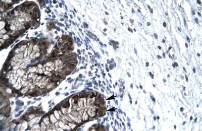 Immunohistochemistry: FOXJ2 Antibody [NBP2-87471] - Human Stomach