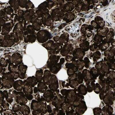 Immunohistochemistry-Paraffin FOXJ2 Antibody - BSA Free