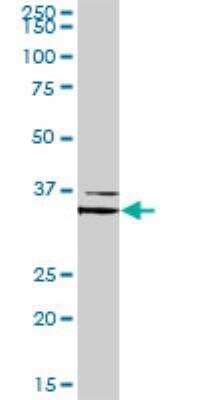 Western Blot: FOXL1 Antibody [H00002300-D01P] - FOXL1 MaxPab rabbit polyclonal antibody. Western Blot analysis of FOXL1 expression in human placenta.