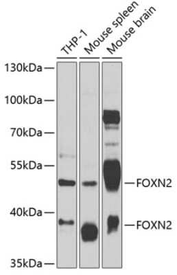 Western Blot FOXN2 Antibody - Azide and BSA Free